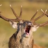 Red deer stag (Cervus elaphus) roaring during rut, Scotland, October